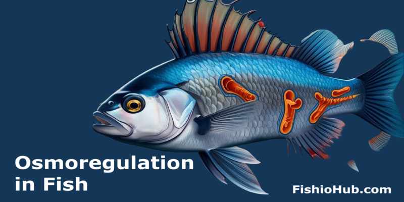Freshwater Fish vs Saltwater Fish