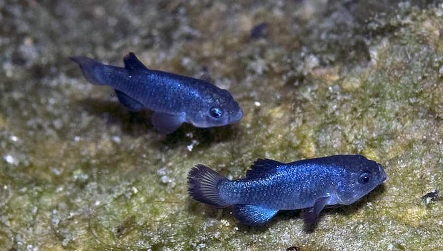 Rarest fish in the world devils hole pupfish