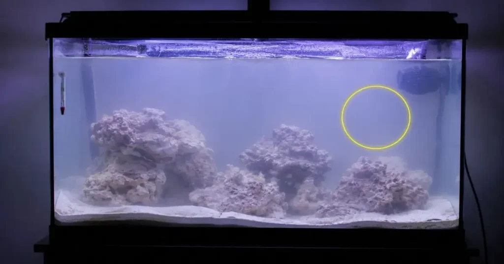 Setting up a Marine Fish Tank for Beginners 