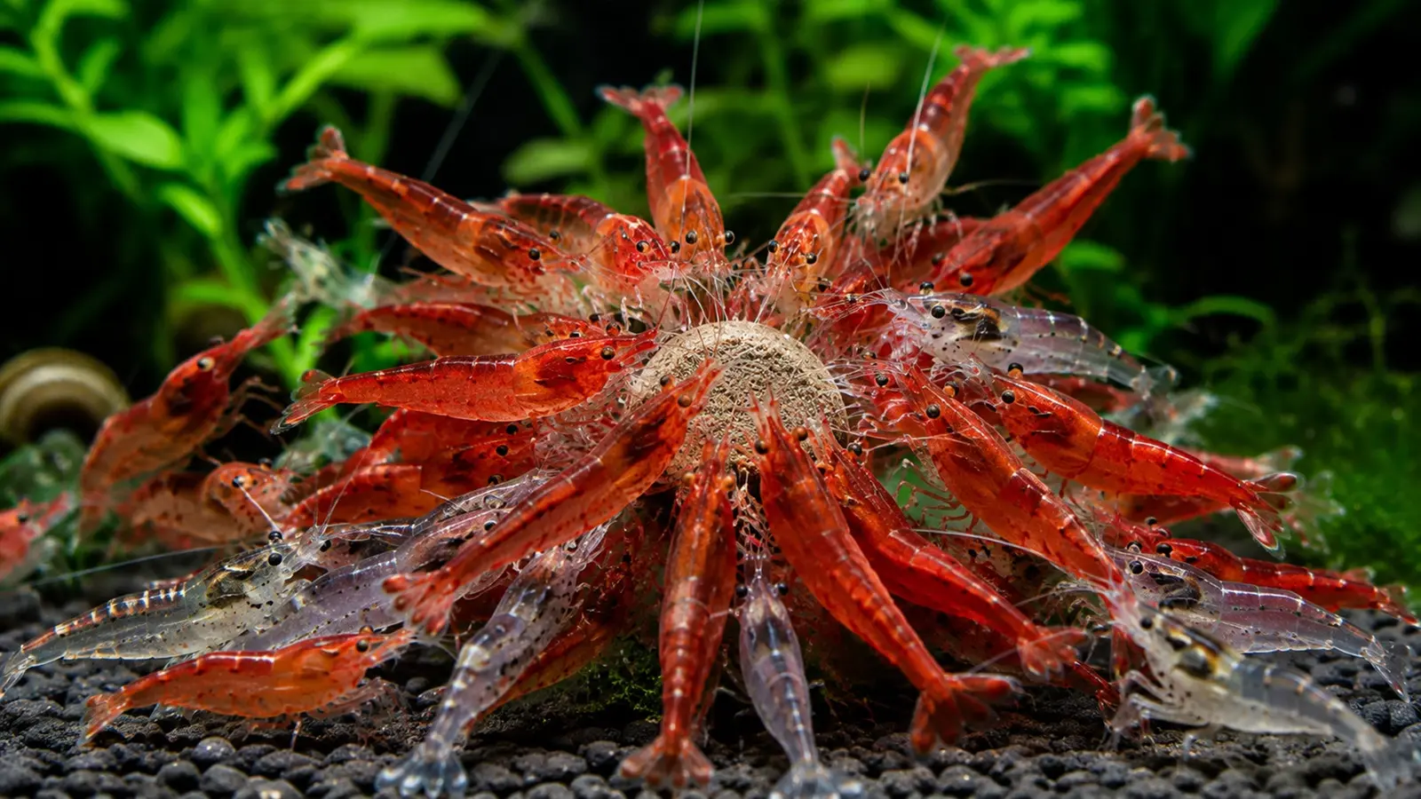 What Do Aquarium Shrimp Eat? Forgotten Feeding Rules That Prevent Sudden Molting Failures
