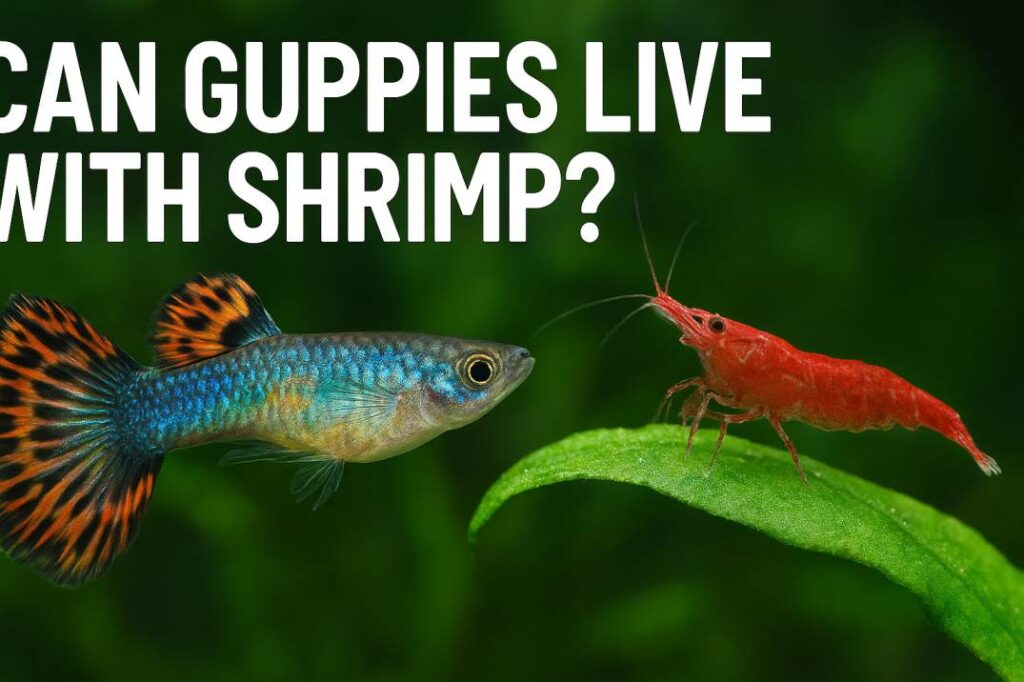 Can Guppies Live with Shrimp?