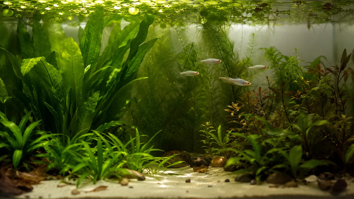 Can a Fish Tank Run Without a Filter? The Real Answer