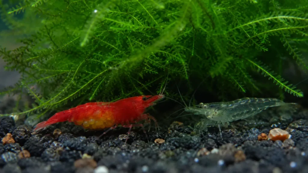 Cherry Shrimp Breeding