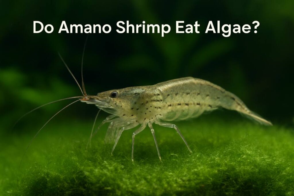 Do Amano Shrimp Eat Algae?