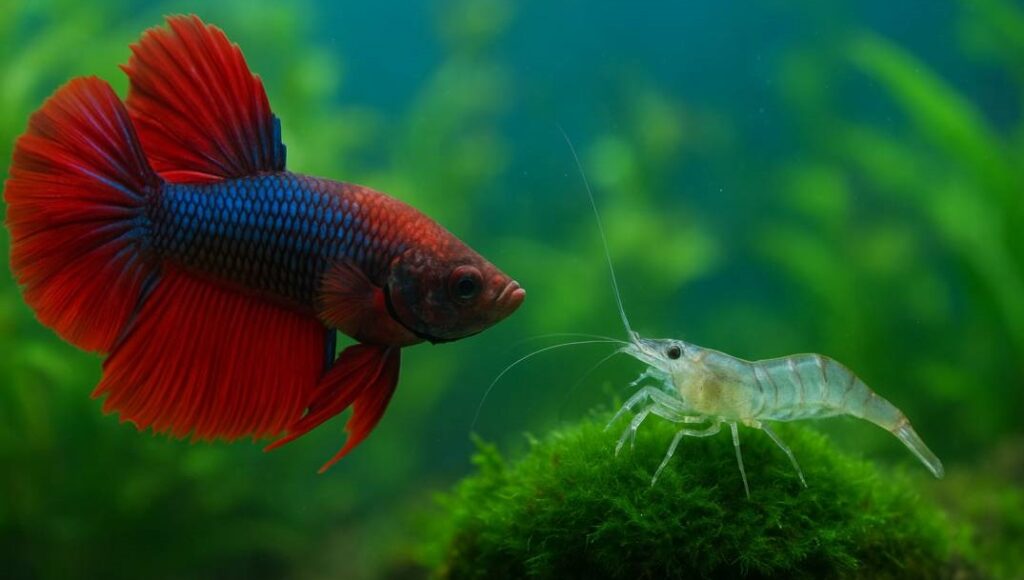 can-ghost-shrimp-live-with-betta-fish