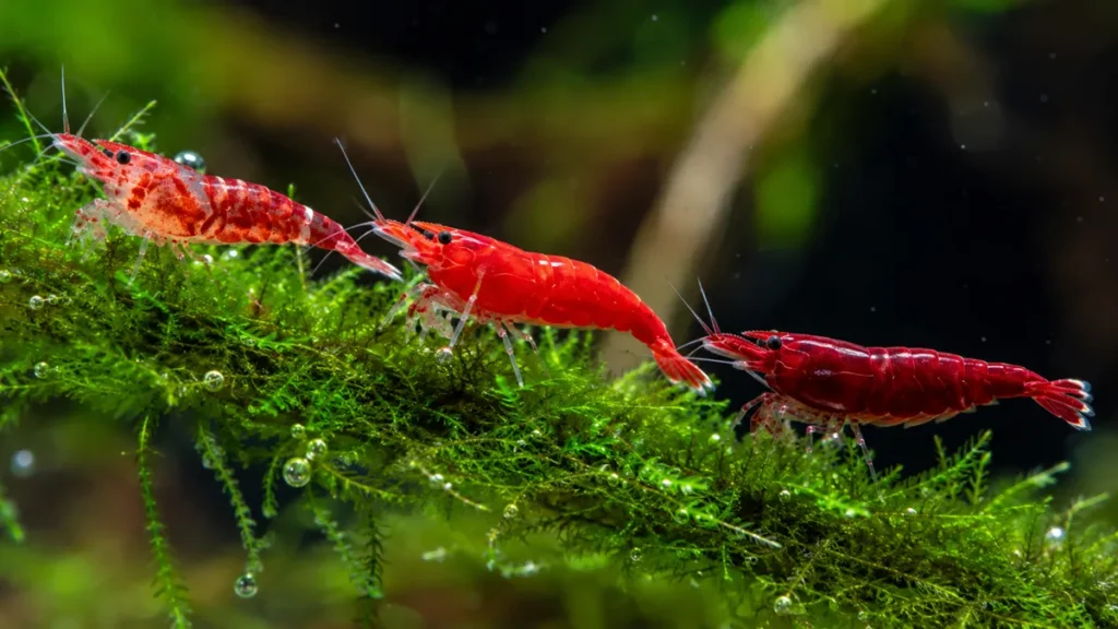 cherry shrimp in tank