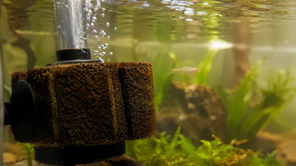 do all fish tanks need a filter