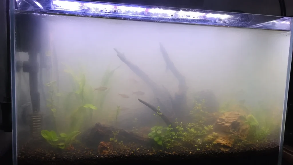 Why Is My Fish Tank Cloudy Overnight