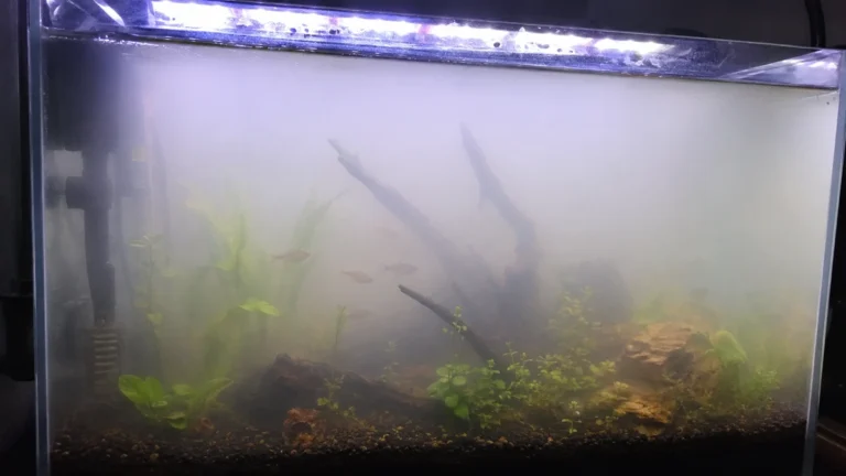 Why Is My Fish Tank Cloudy Overnight? You Made This Mistake