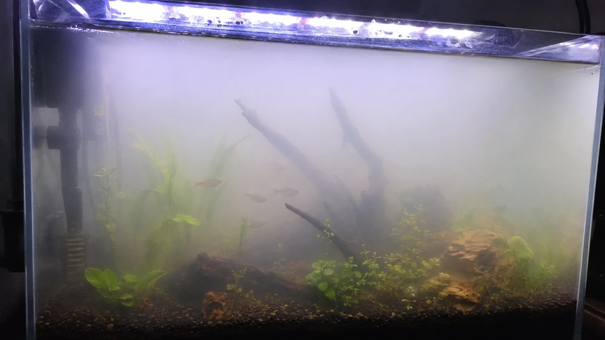 Why Is My Fish Tank Cloudy Overnight? You Made This Mistake