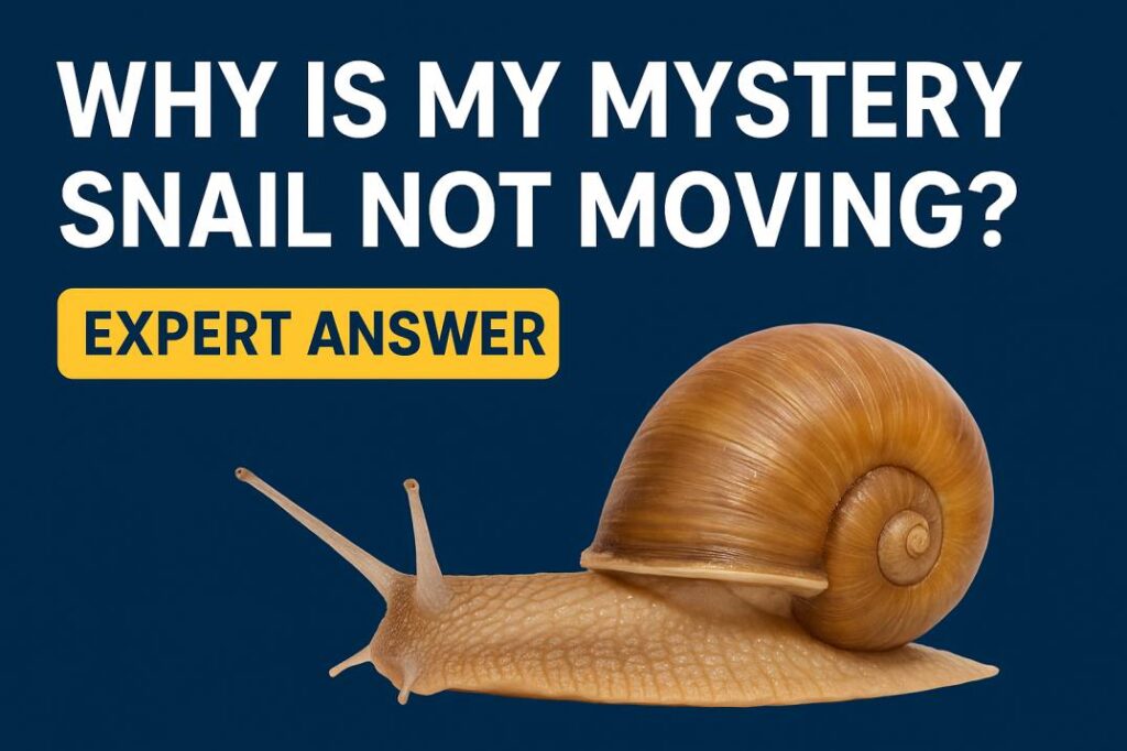 Why Is My Mystery Snail Not Moving