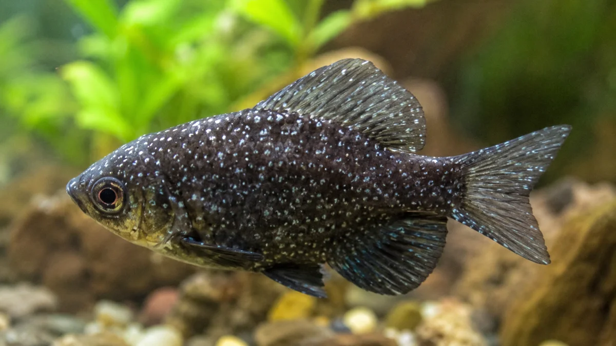 How to Treat Ich in Fish Naturally? Causes, Symptoms & Best Treatments (Freshwater, Saltwater & Ponds)