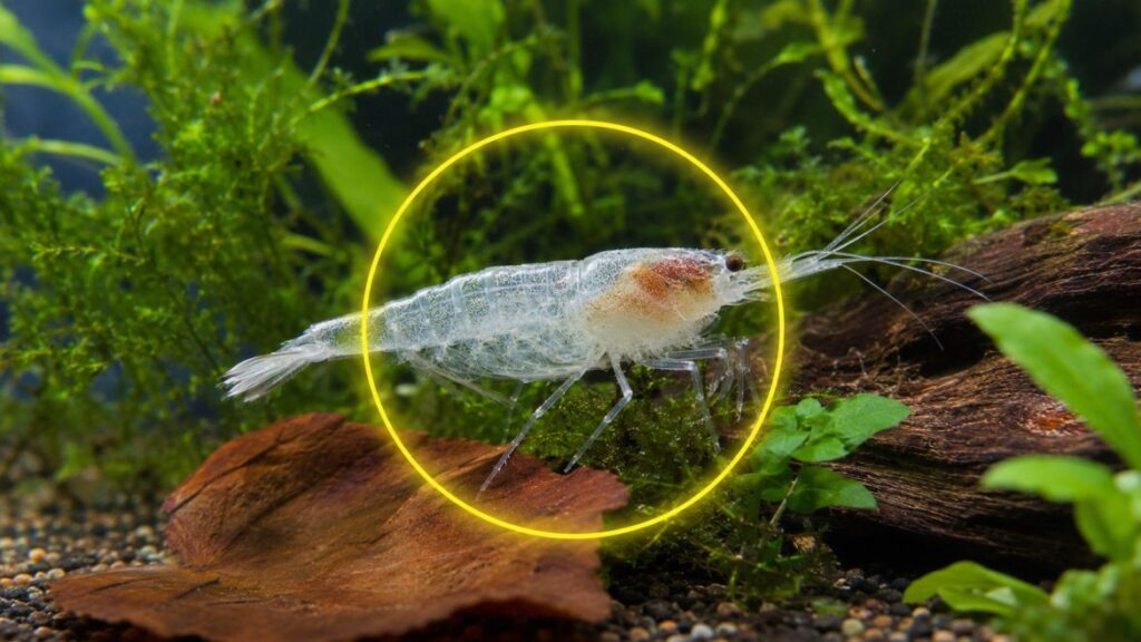 ghost shrimp turning white