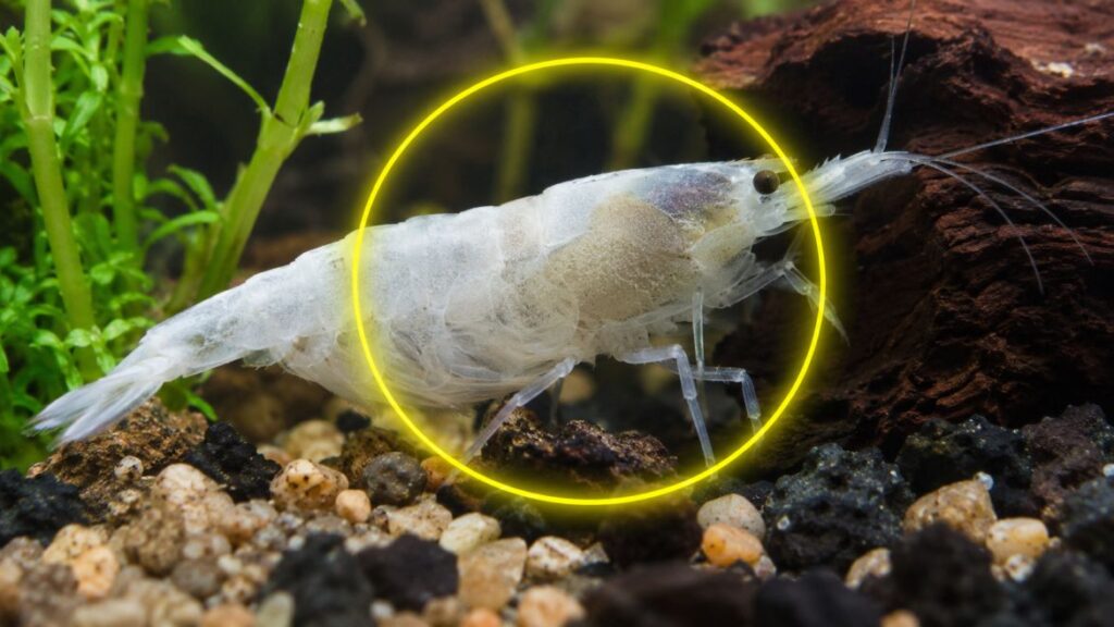 Why Did My Shrimp Turn White and Died?