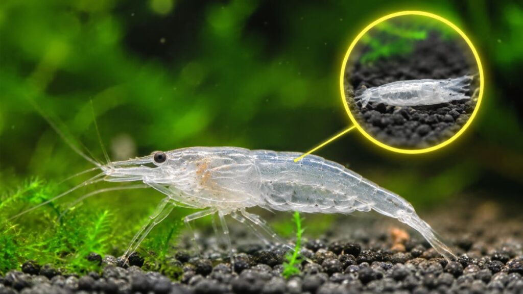why is my ghost shrimp turning white