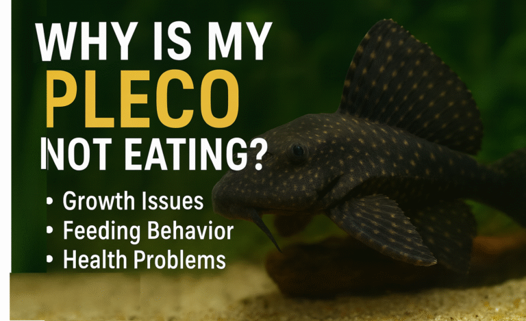 Why Is My Pleco Not Eating? (7 Shocking Reasons You Must Fix Fast)