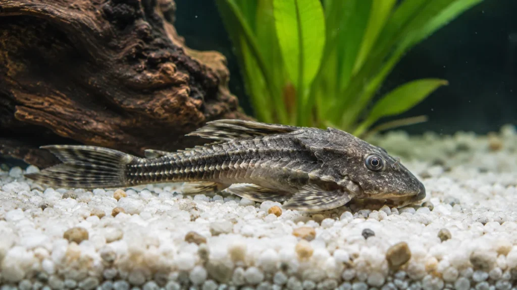 why is my pleco not eating algae wafers