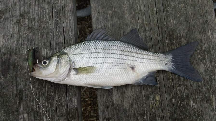 White Bass and Striped Bass