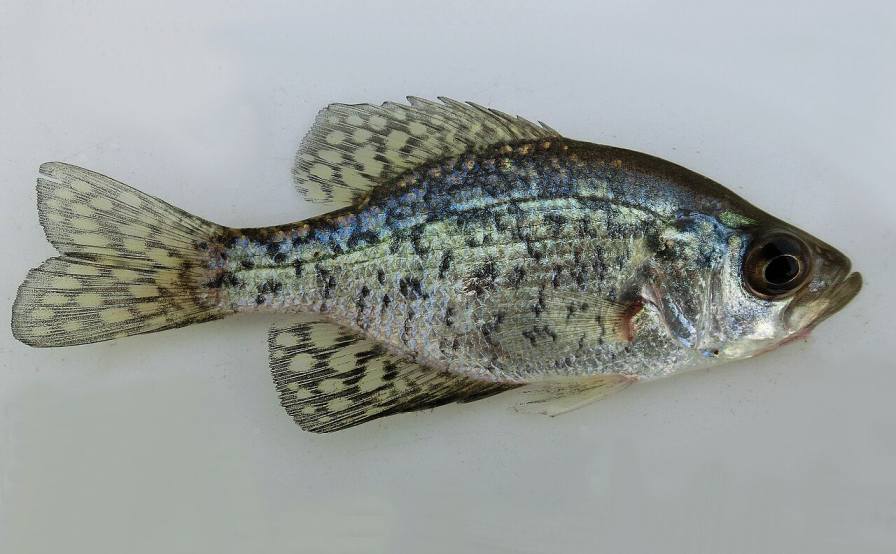 difference between crappie and perch