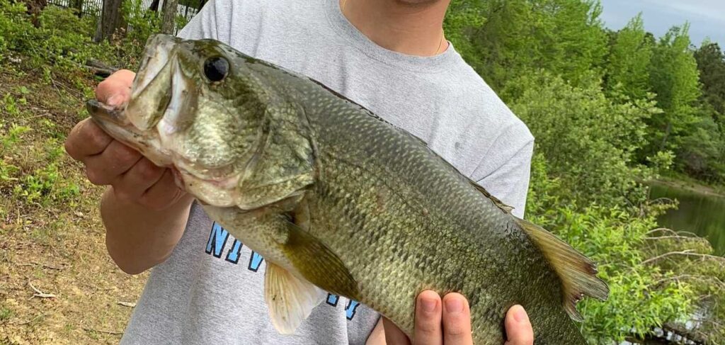 largemouth bass vs striped bass