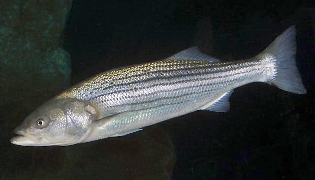 striper white bass difference
