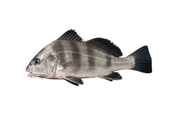 are black drum good to eat