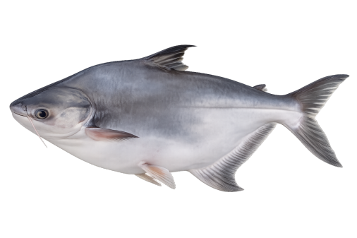 indian basa fish benefits