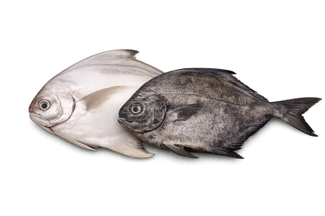 Pomfret fish benefits and side effects