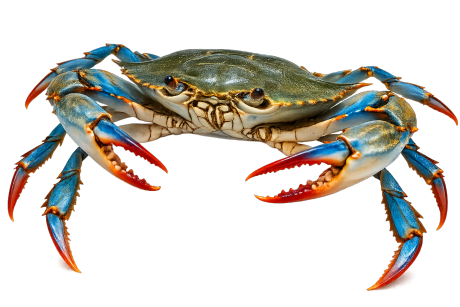 Blue crab image