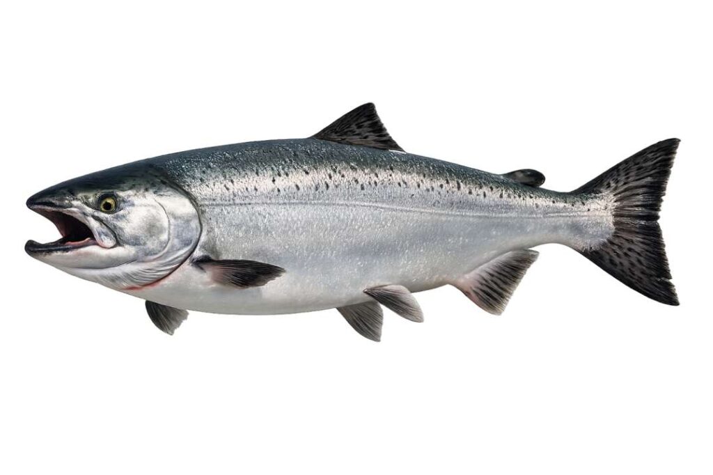 King salmon lake michigan season