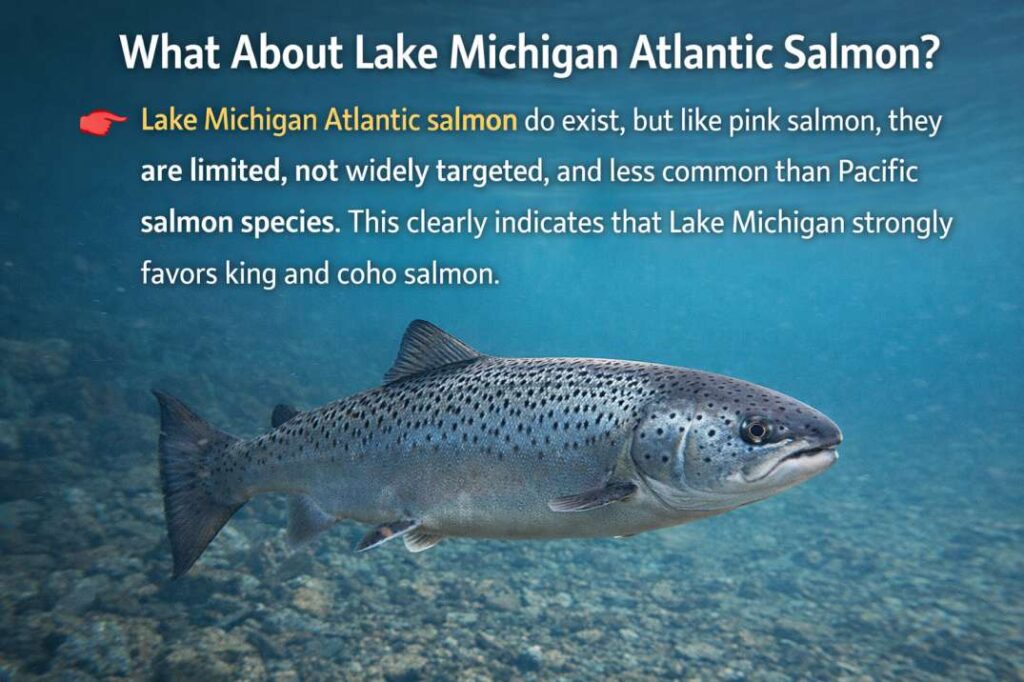 Pink Salmon VS Coho Salmon VS King Salmon