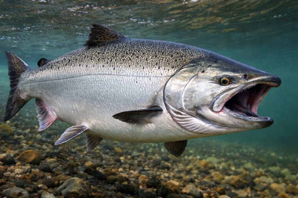 king salmon lake michigan fishing catch