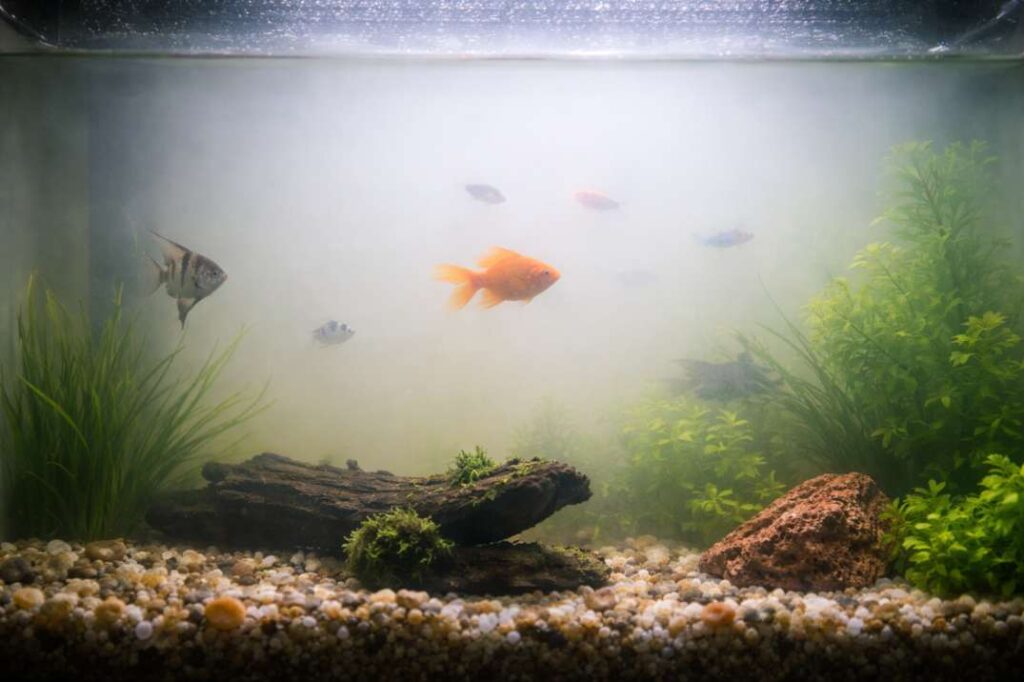 common-aquarium-problems-and-solutions