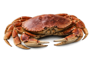Crab Comparison Guide: Types of Crabs to Eat, Size, Taste & Key ...