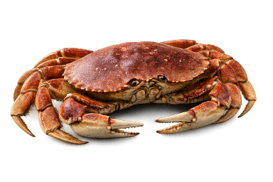 Dungeness Crab vs King Crab vs Snow Crab Image