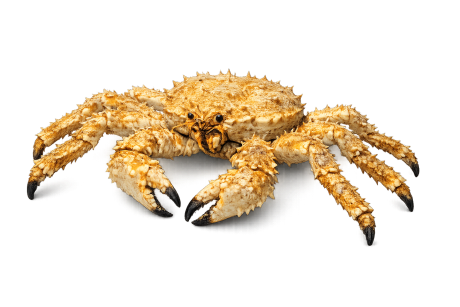 Golden King Crab size