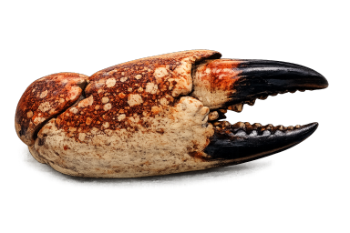 jonah crab claws