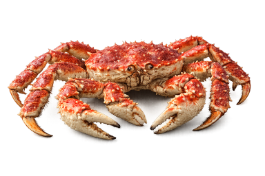 king crab image