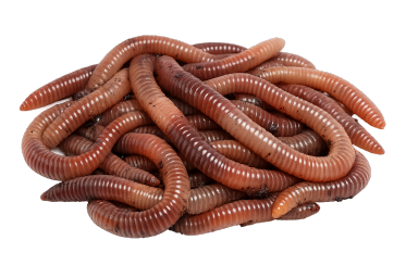 best bait to use for trout fishing