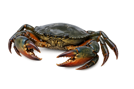 mud crab image