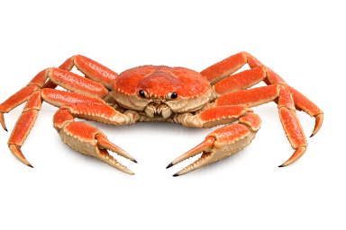 snow crab image