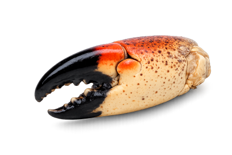 Stone crab claws