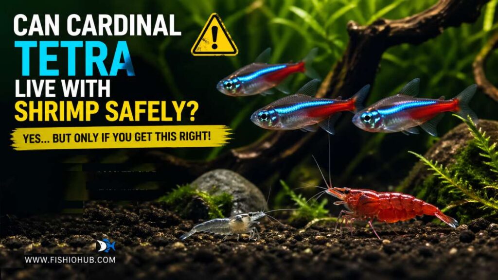 Can Cardinal Tetra Live With Shrimp Safely