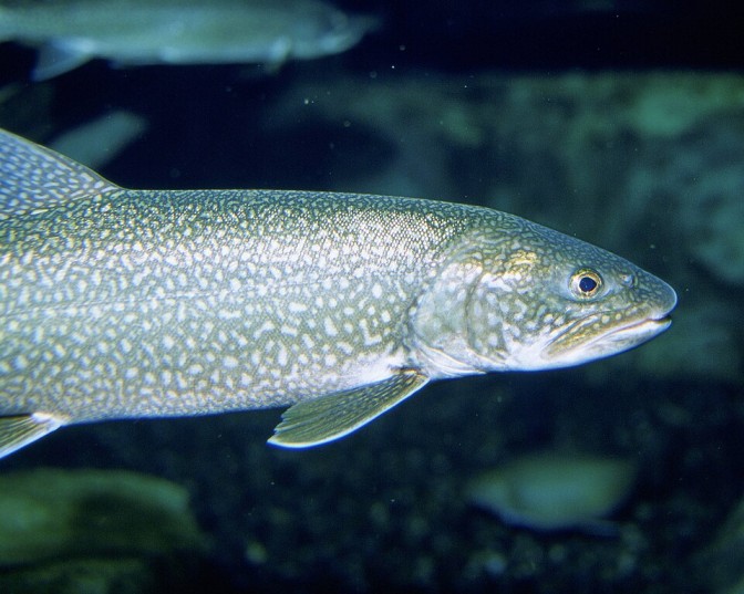 Lake trout in lake michigan