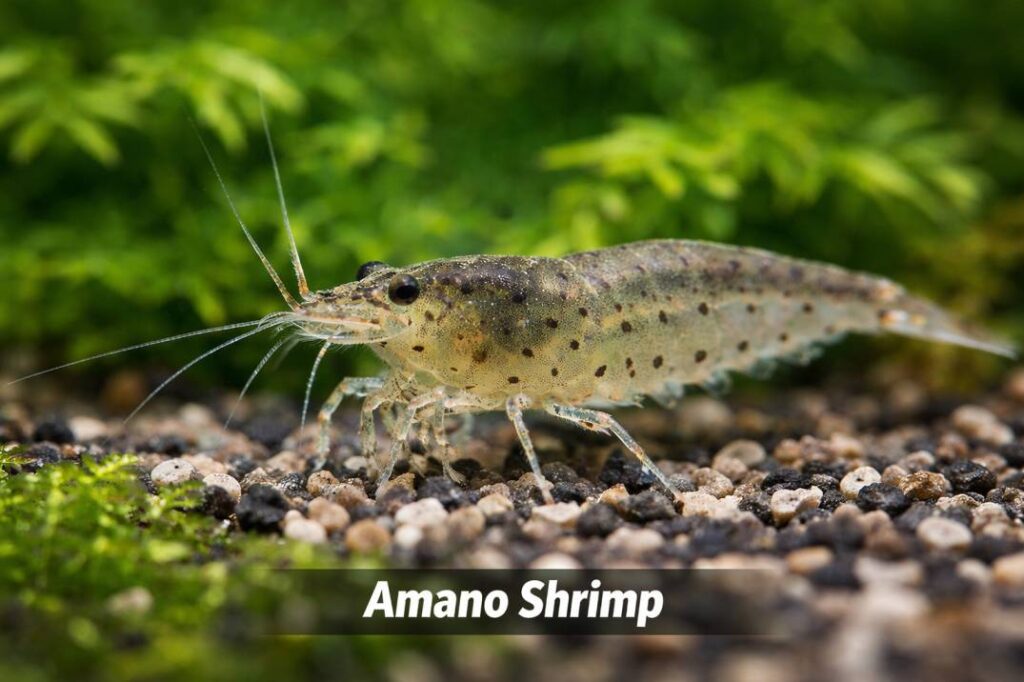 amano shrimp
