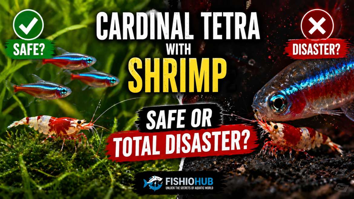 Cardinal Tetra With Shrimp: Safe or Total Disaster?