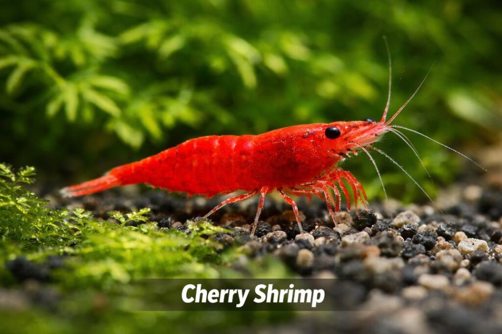 cherry shrimp in cherry shrimp vs amano shrimp comparison