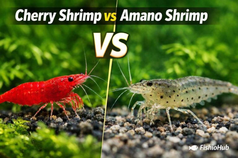 Cherry Shrimp vs Amano Shrimp: Which One Do You Actually Need?