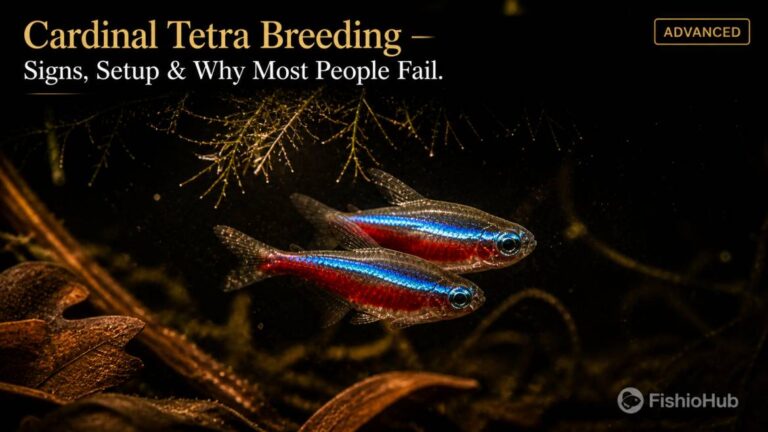 Cardinal Tetra Breeding Behavior: Signs, Setup & Why Most Fail