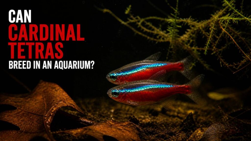 cardinal tetra breeding in aquarium